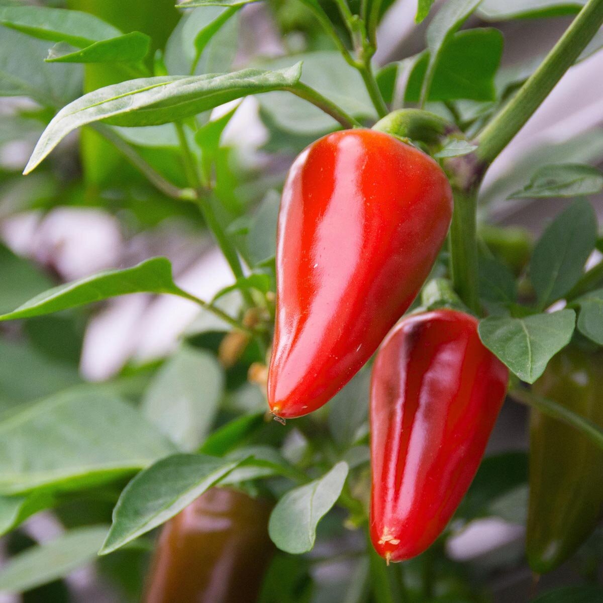 Piment D Espelette Gorria Capsicum Annuum Graines