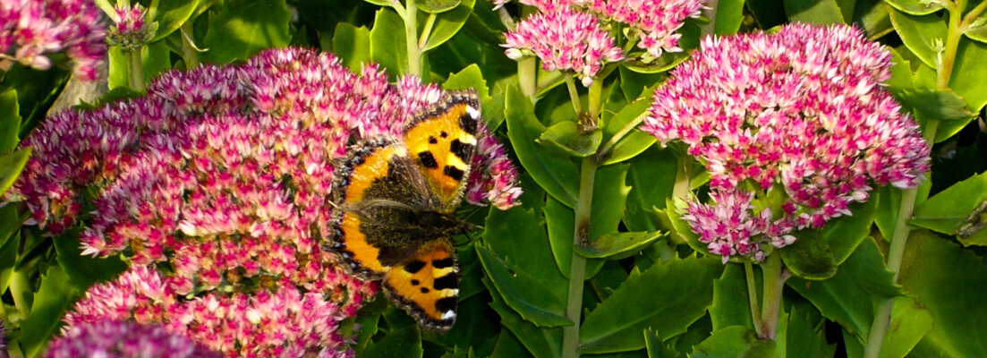 Comment faire pour attirer les papillons dans ton jardin ? - Comment faire pour attirer les papillons dans ton jardin ?