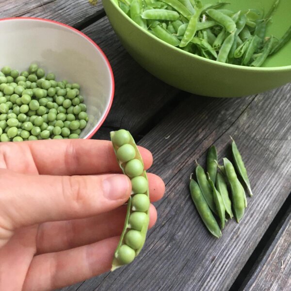 Pois mange-tout Frühe Heinrich (Pisum sativum) bio semences