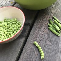 Pois mange-tout Frühe Heinrich (Pisum sativum) bio semences