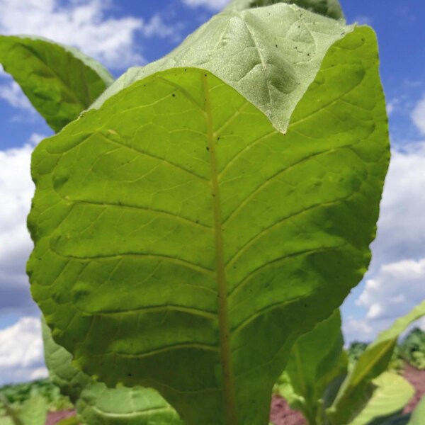 Tabac Virginia Virginia Gold (Nicotiana tabacum) bio semences