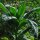 Tabac Virginia Virginia Gold (Nicotiana tabacum) bio semences
