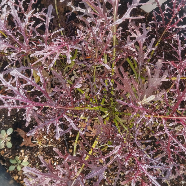 Moutarde Rouge Metis (Brassica juncea) bio semences