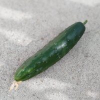 Concombre Marketmore (Cucumis sativus) Bio semences