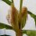 Maïs multicolore (Zea mays japonica) graines