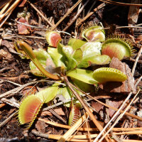 L´attrape-mouche de vénus (Dionaea muscipula) graines
