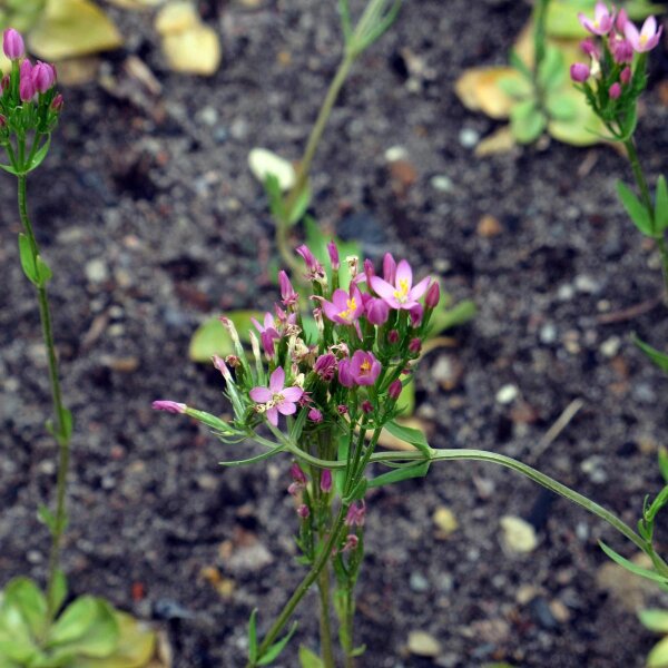 Centaurée (Centaurium erythraea) - Bio semences