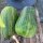 Courge Longue de Naples (Cucurbita moschata) Bio semences