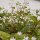 Claytone de Sibérie (Montia sibirica) graines