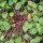 Claytone de Sibérie (Montia sibirica) graines