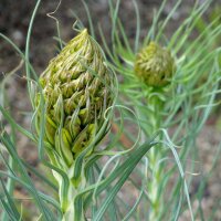 Bâton de Jacob Yellow (Asphodeline lutea) graines