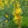 Bâton de Jacob Yellow (Asphodeline lutea) graines