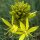 Bâton de Jacob Yellow (Asphodeline lutea) graines