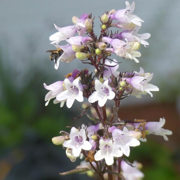 Penstemon Mystica (Penstemon digitalis) graines