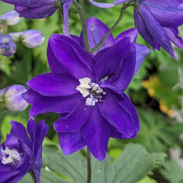 Dauphinelle Magic Fountains-Dark Blue Dark Bee (Delphinium cultorum) graines