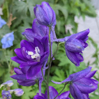 Dauphinelle Magic Fountains-Dark Blue Dark Bee (Delphinium cultorum) graines