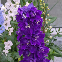 Dauphinelle Magic Fountains-Dark Blue Dark Bee (Delphinium cultorum) graines