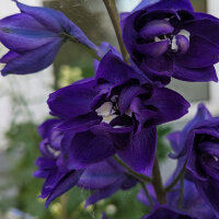 Dauphinelle Magic Fountains-Dark Blue Dark Bee (Delphinium cultorum) graines