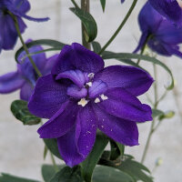 Dauphinelle Magic Fountains-Dark Blue Dark Bee (Delphinium cultorum) graines