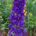 Dauphinelle Magic Fountains-Dark Blue Dark Bee (Delphinium cultorum) graines