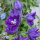 Dauphinelle Magic Fountains-Dark Blue Dark Bee (Delphinium cultorum) graines