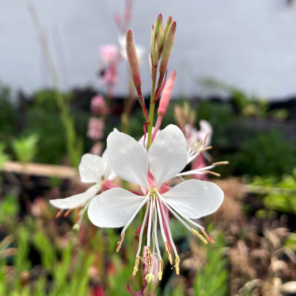 Gaura de Lindheimer (Gaura lindheimeri) graines