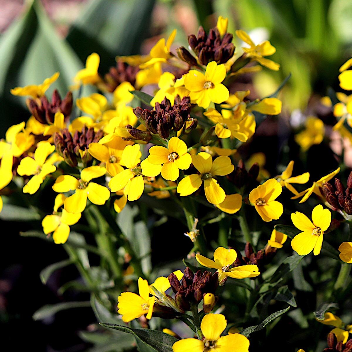 Girofl E Jaune Erysimum Cheiri Graines