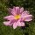 Cosmea Pink / Cosmos Pink (Cosmos bipinnatus) graines