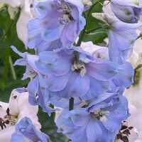 Dauphinelle Magic Fountains-Sky Blue, White Bee (Delphinium cultorum) graines