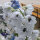 Dauphinelle Magic Fountains-White, Dark Bee (Delphinium cultorum) graines