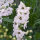 Dauphinelle Magic Fountains-White, Dark Bee (Delphinium cultorum) graines