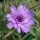 Catananche à fleurs bleues (Catananche caerulea) graines