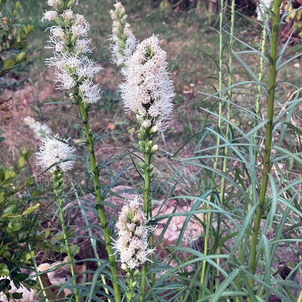 Le liatride à épis ou Plume du Kansas (Liatris spicata) graines