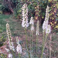 Le liatride à épis ou Plume du Kansas (Liatris spicata) graines