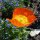 Pavot d’Islande (Papaver nudicaule) graines