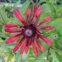 Rudbeckia Sahara (Rudbeckia hirta)