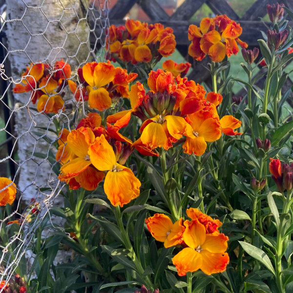 Giroflée des murailles Goliath Brown (Erysimum cheiri) graines