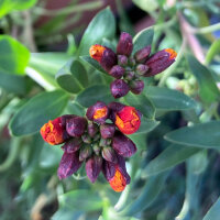 Giroflée des murailles Goliath Brown (Erysimum cheiri) graines