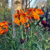 Giroflée des murailles Goliath Brown (Erysimum cheiri) graines