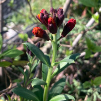 Giroflée des murailles Goliath Brown (Erysimum cheiri) graines