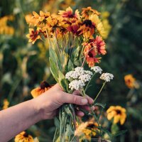 Le temps magique - Calendrier de lavent des semences bio - Livresse des fleurs sauvages