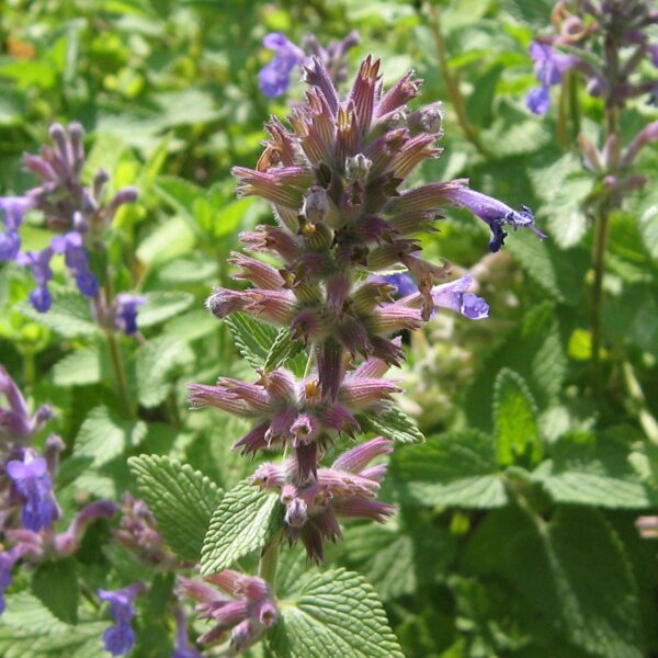 Chataire (Nepeta cataria) bio semences