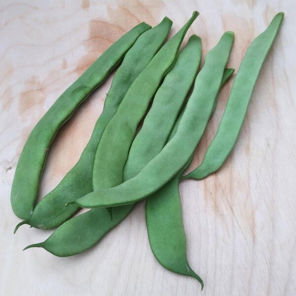 Haricot vert nain Pfälzer Juni (Phaseolus vulgaris) graines