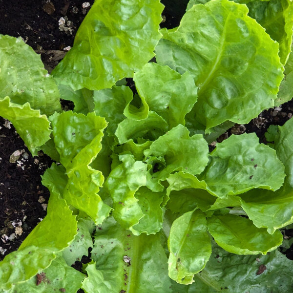 Chicorée endive Scarole verte (Cichorium endivia) graines