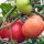 Tomate St. Pierre (Solanum lycopersicum) graines