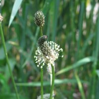 Plantain lancéolé (Plantago lanceolata) bio semences