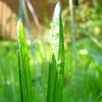 Plantain lancéolé (Plantago lanceolata) bio semences