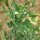 Petit pois Merveille de Kelvedon (Pisum sativum L. convar. medullare) graines
