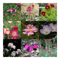 Un jardin à la couleur rose - Kit cadeau de semences