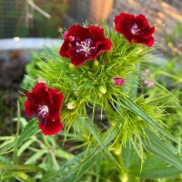 Lœillet de poète / œillet barbu Sweet William (Dianthus barbatus) graines